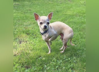 Ruhiger und zurückhaltender Chihuahua Clyde wartet in 49733 Haren.