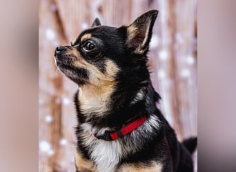 Dobby-Chi - möchte mit Füri zusammenbleiben - Tierhilfe Franken e.V.