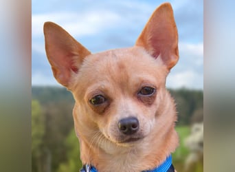 Madita - zuckersüßes Hundemädchen - Tierhilfe Franken e.V.