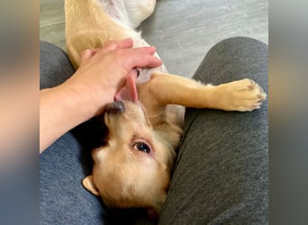 Madita - zuckersüßes Hundemädchen - Tierhilfe Franken e.V.