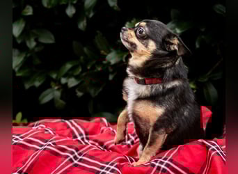 Dobby-Chi - möchte mit Füri zusammenbleiben - Tierhilfe Franken e.V.