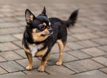 Dobby-Chi - möchte mit Füri zusammenbleiben - Tierhilfe Franken e.V.