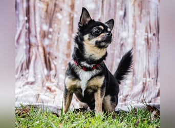 Dobby-Chi - möchte mit Füri zusammenbleiben - Tierhilfe Franken e.V.