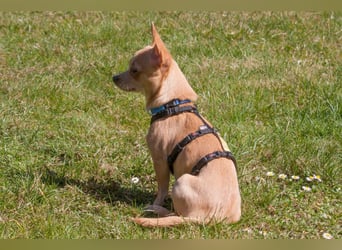 Madita - liebt Kuscheln und Spielen - Tierhilfe Franken e.V.