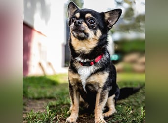 Dobby-Chi - möchte mit Füri zusammenbleiben - Tierhilfe Franken e.V.