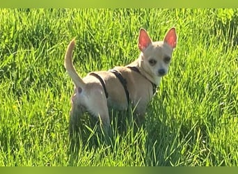 Madita - zuckersüßes Hundemädchen - Tierhilfe Franken e.V.