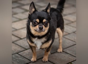 Dobby-Chi - möchte mit Füri zusammenbleiben - Tierhilfe Franken e.V.