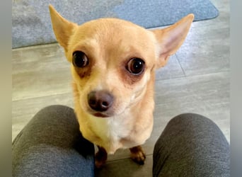 Madita - zuckersüßes Hundemädchen - Tierhilfe Franken e.V.