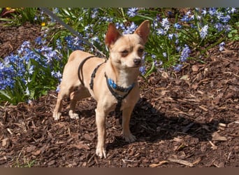 Madita - schüchterne kleine Maus - Tierhilfe Franken e.V.