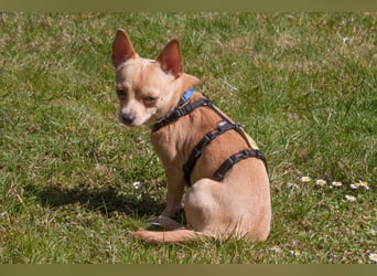 Madita - liebt Kuscheln und Spielen - Tierhilfe Franken e.V.
