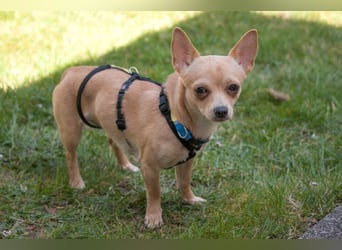 Madita - schüchterne kleine Maus - Tierhilfe Franken e.V.