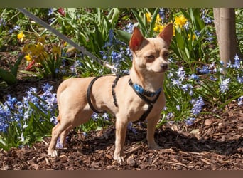 Madita - schüchterne kleine Maus - Tierhilfe Franken e.V.