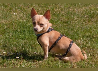 Madita - liebt Kuscheln und Spielen - Tierhilfe Franken e.V.