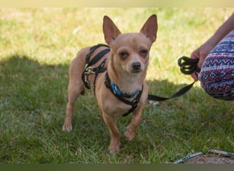 Madita - schüchterne kleine Maus - Tierhilfe Franken e.V.