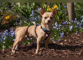 Madita - schüchterne kleine Maus - Tierhilfe Franken e.V.