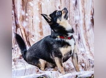 Dobby-Chi - möchte mit Füri zusammenbleiben - Tierhilfe Franken e.V.
