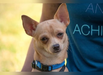 Madita - schüchterne kleine Maus - Tierhilfe Franken e.V.