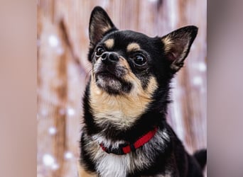 Dobby-Chi - möchte mit Füri zusammenbleiben - Tierhilfe Franken e.V.
