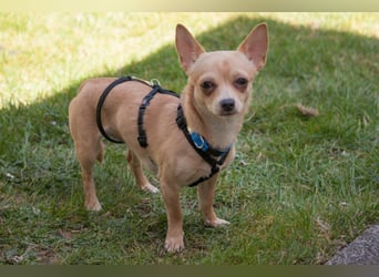 Madita - zuckersüßes Hundemädchen - Tierhilfe Franken e.V.