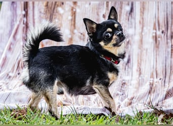 Dobby-Chi - möchte mit Füri zusammenbleiben - Tierhilfe Franken e.V.