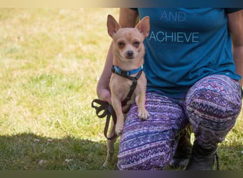 Madita - schüchterne kleine Maus - Tierhilfe Franken e.V.
