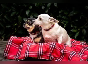 Dobby-Chi - möchte mit Füri zusammenbleiben - Tierhilfe Franken e.V.