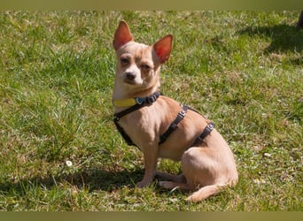 Madita - schüchterne kleine Maus - Tierhilfe Franken e.V.