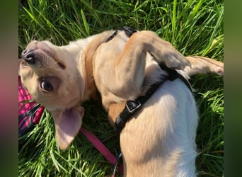 Madita - zuckersüßes Hundemädchen - Tierhilfe Franken e.V.