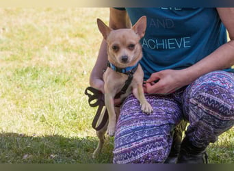 Madita - liebt Kuscheln und Spielen - Tierhilfe Franken e.V.