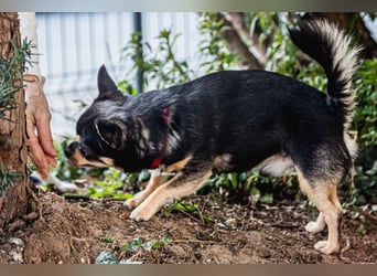 Dobby-Chi - möchte mit Füri zusammenbleiben - Tierhilfe Franken e.V.
