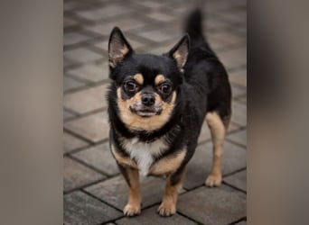 Dobby-Chi - möchte mit Füri zusammenbleiben - Tierhilfe Franken e.V.