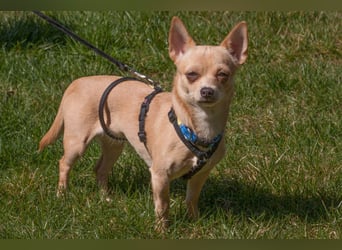 Madita - schüchterne kleine Maus - Tierhilfe Franken e.V.