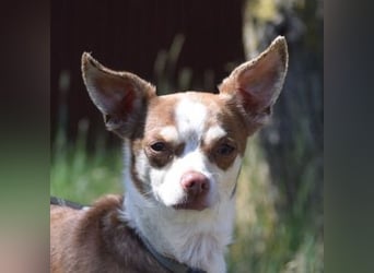 Mogli - liebt die Menschen sehr und ist ein idealer Familienhund