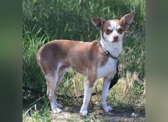 Mogli - liebt die Menschen sehr und ist ein idealer Familienhund