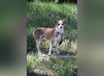 Mogli - liebt die Menschen sehr und ist ein idealer Familienhund