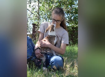 Mogli - liebt die Menschen sehr und ist ein idealer Familienhund