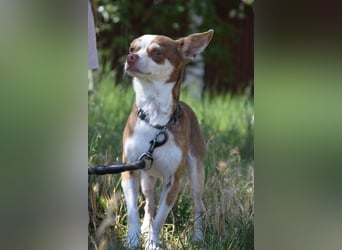 Mogli - liebt die Menschen sehr und ist ein idealer Familienhund