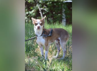 Mogli - liebt die Menschen sehr und ist ein idealer Familienhund