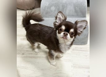Chihuahua-Mädchen