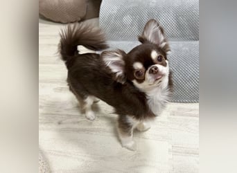 Chihuahua-Mädchen