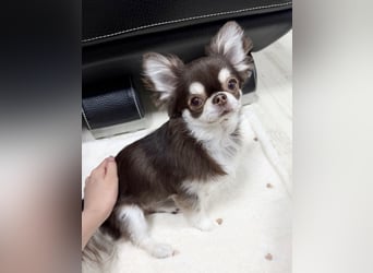 Chihuahua-Mädchen