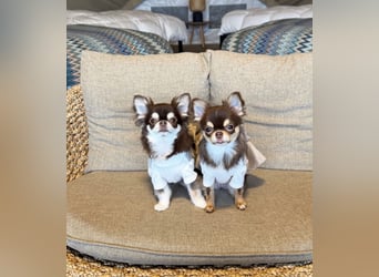 Chihuahua-Mädchen