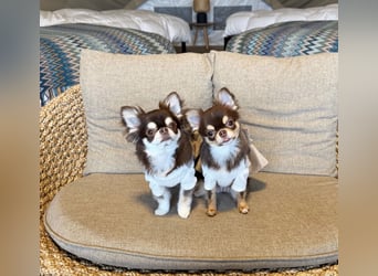 Chihuahua-Mädchen
