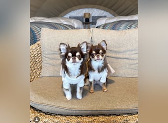 Chihuahua-Mädchen