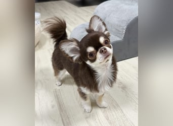 Chihuahua-Mädchen