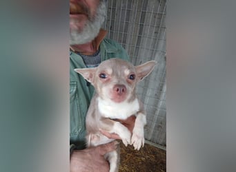 Csivi PP - raus aus dem Tierheim und rein ins Glück