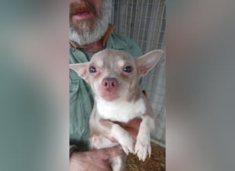 Csivi PP - raus aus dem Tierheim und rein ins Glück