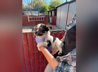 Bibi2 PP – neugieriger Chihuahua Welpe sucht ein liebevolles Körbchen 