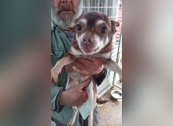 Hosszu PP - kleine Chihuahualady sucht großes Glück