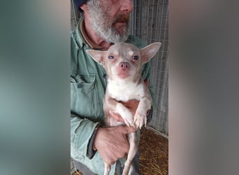 Csivi PP - raus aus dem Tierheim und rein ins Glück